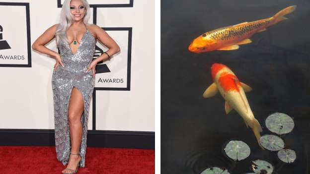 Gaga