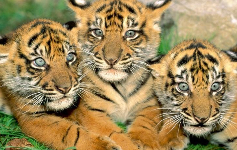 trabalenguas-tigres-radiohouse