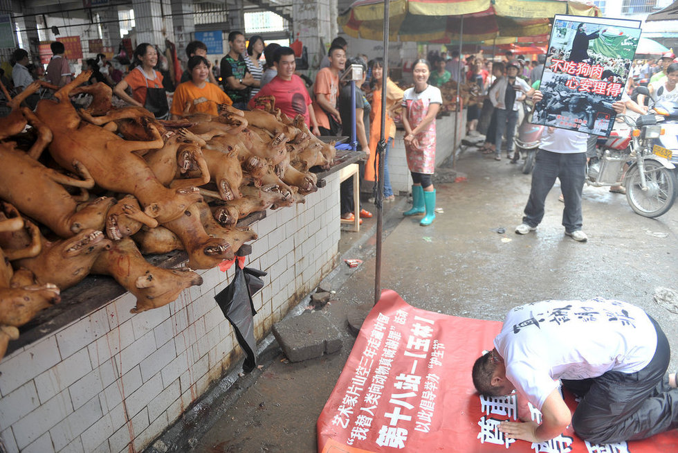 Festival de perro