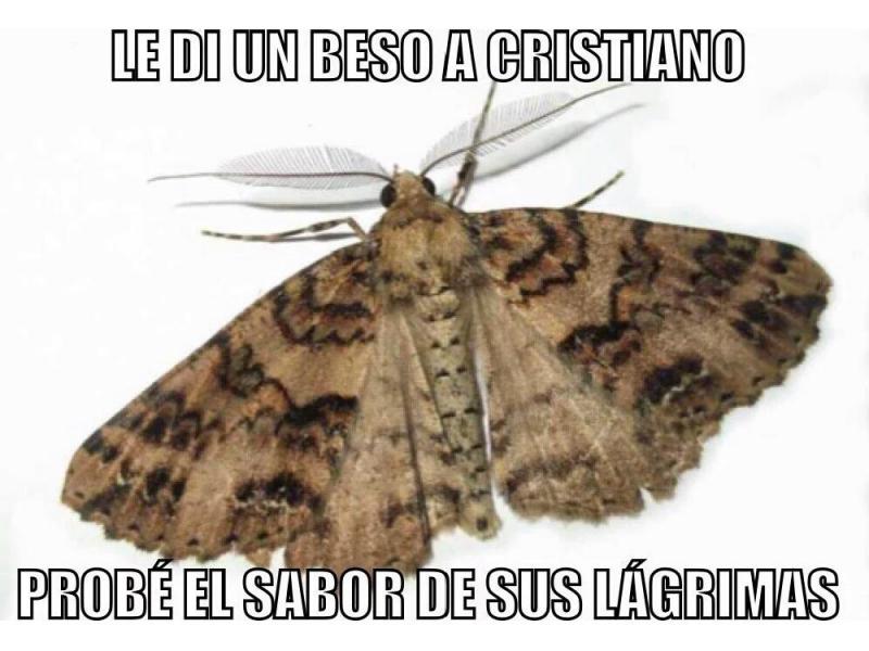 Meme euro 8