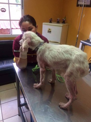 Duke en su primera consulta tras su rescate de la calle.