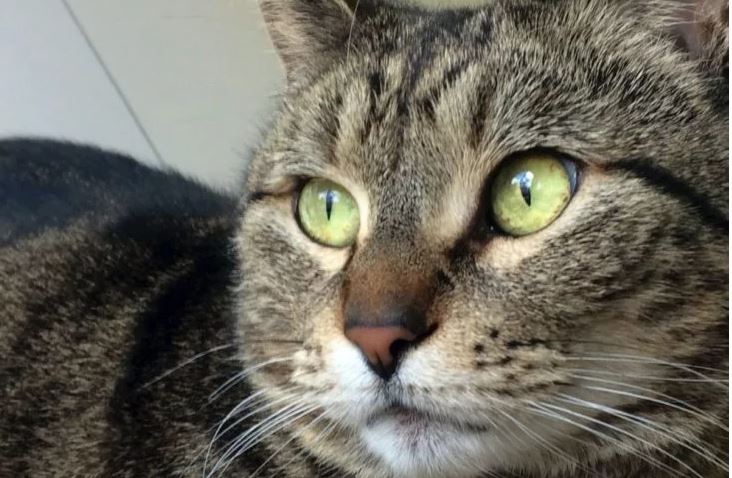 gato 2