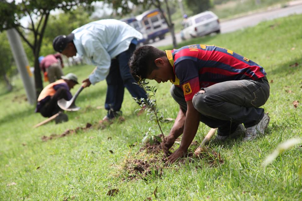 Reforestación_Alcaldía_tegucigalpa (2)