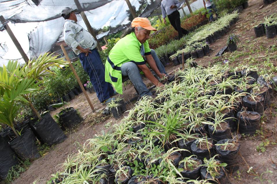 Reforestación_Alcaldía_tegucigalpa (5)