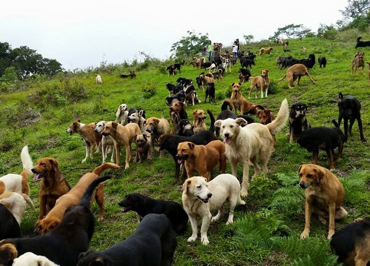territorio-de-zaguates-costa-rica-7