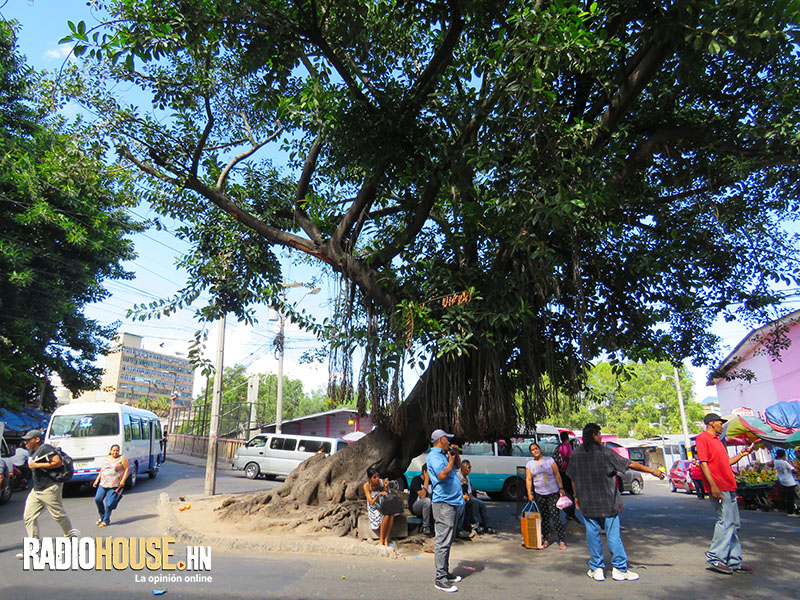 Árboles_Tegucigalpa_Honduras_RadioHouse (10)