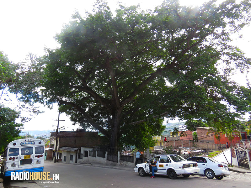 Árboles_Tegucigalpa_Honduras_RadioHouse (12)