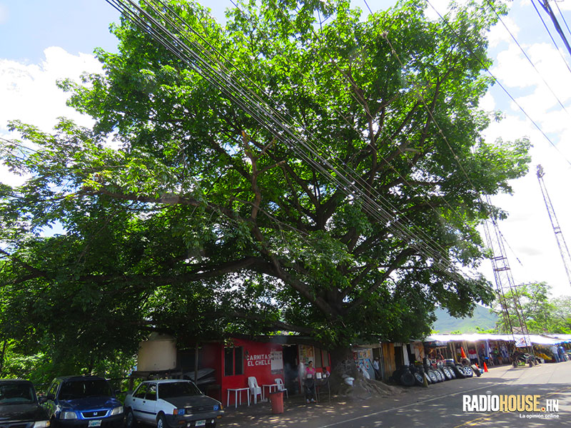 Árboles_Tegucigalpa_Honduras_RadioHouse (2)