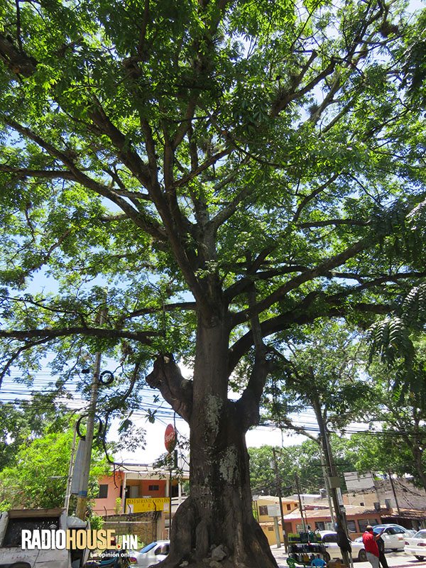 Árboles_Tegucigalpa_Honduras_RadioHouse (4)