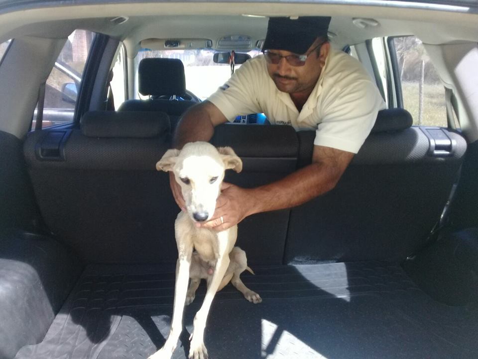 Rescate de perrito 2