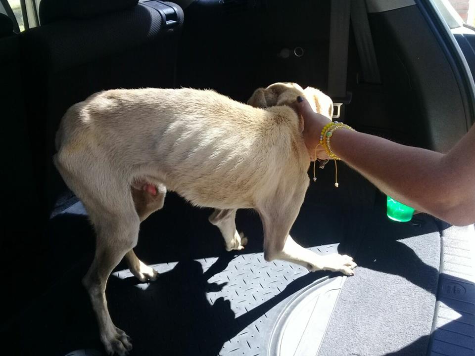 Rescate de perrito 3