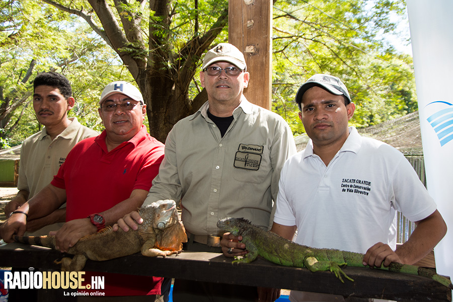 liberacion-de-iguanas-honduras-radiohouse-6