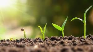 BBC Plantas