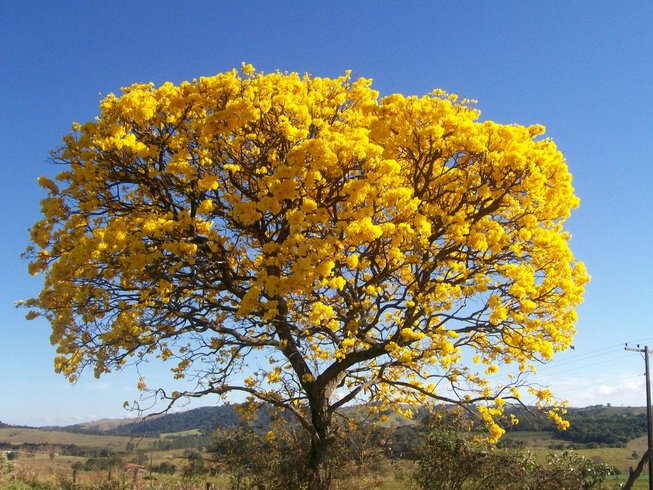 Árbol Cortez Amarillo