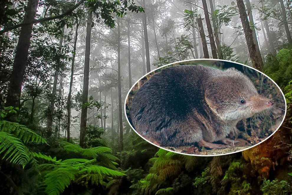 Descubren una nueva especie de musaraña de cola larga del género Sorex ...