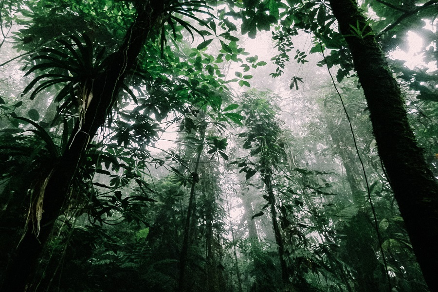 Día Internacional de los Bosques ¿Te sabés los tipos de bosques que