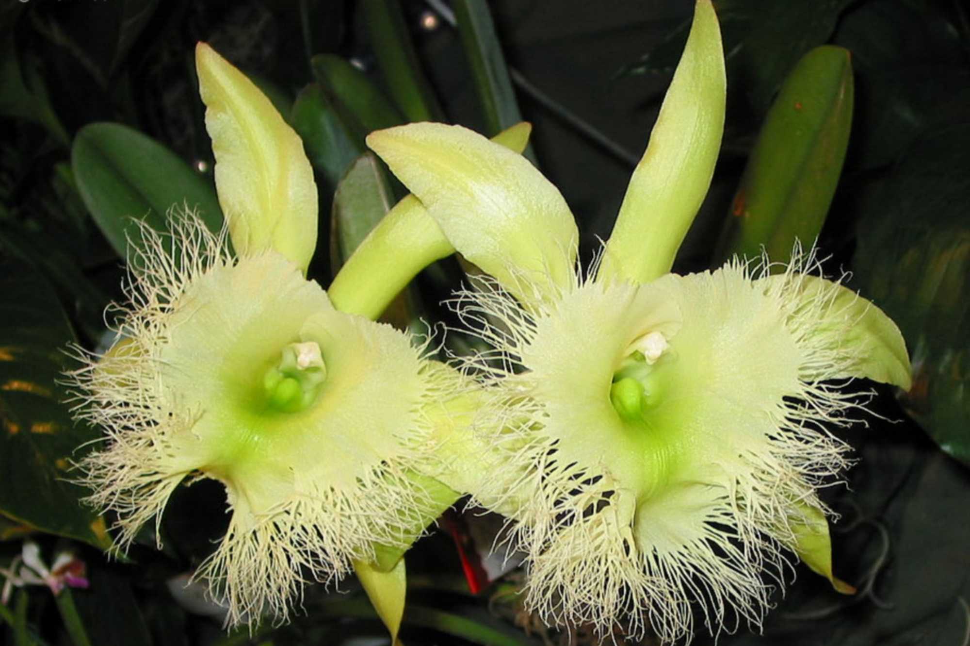 orquidea-honduras-1 (1)
